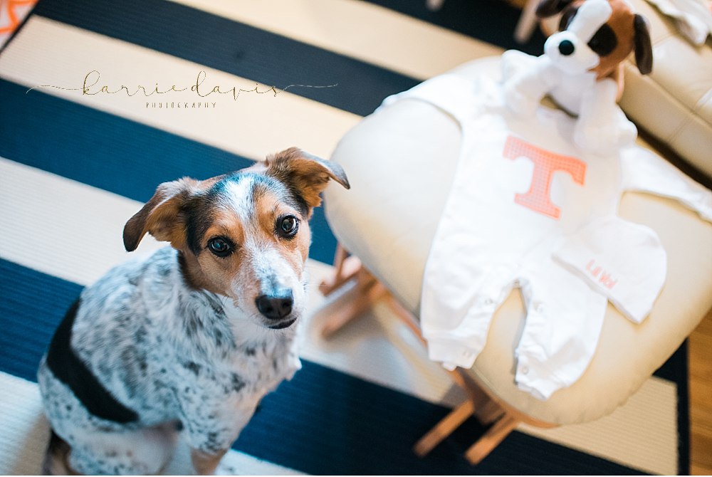 How awesome is this maternity photo session with dog?