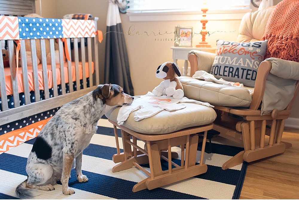 maternity pictures with dog, how cute is this decor and doggie sister