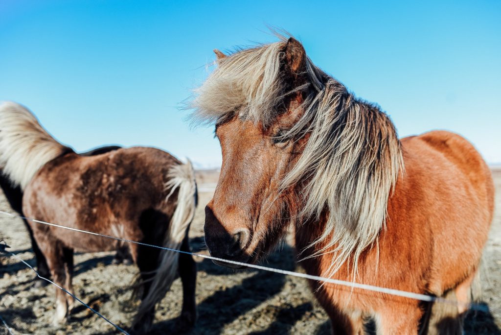 Icelandic horses